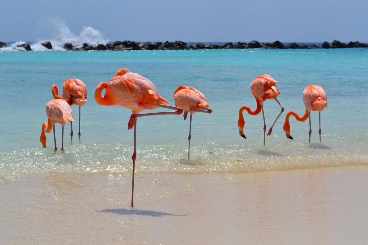 Adult Only Aruba Holiday with Private Island!