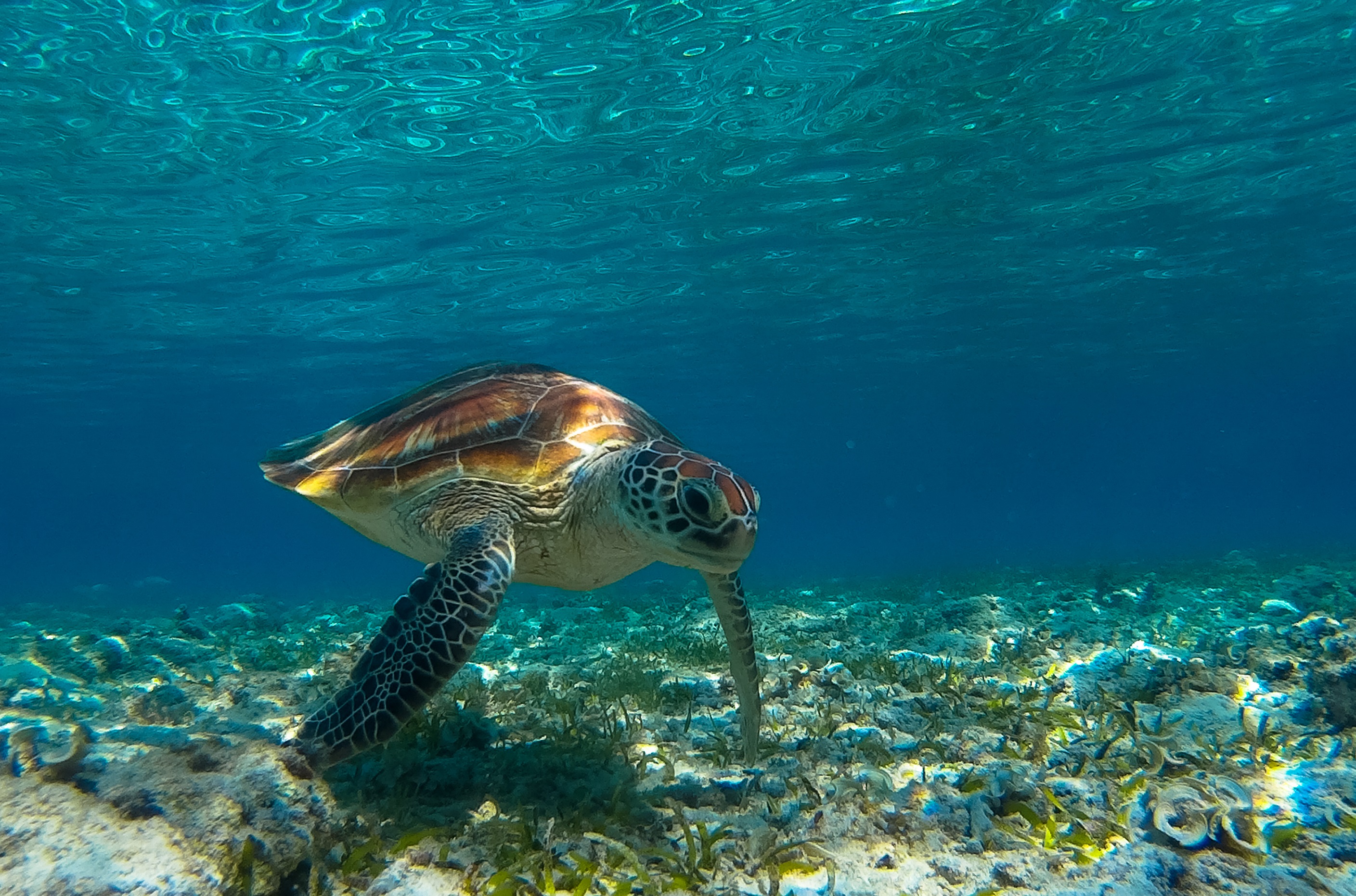 Sea Turtle in Gili