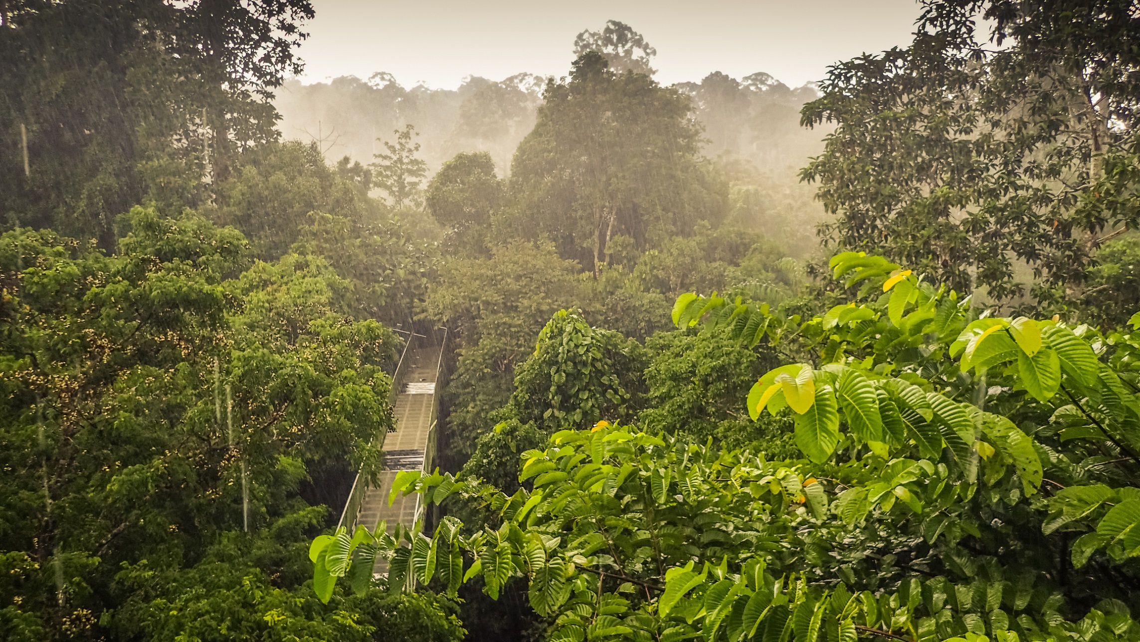 Sepilok Rainforest