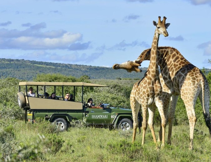 Shamwari Private Game Reserve - Safari