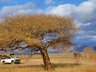 Safari