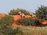 Camelthorn Kalahari Lodge