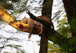 Sarova Lion Hill Game Lodge