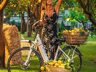 Bicycling