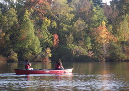 Forest Motel & Woodland Retreat