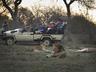 Game Drives