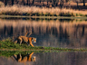 Tigers of Ranthambore