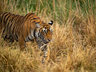 Tigers if Ranthambore