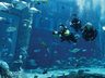 Diving