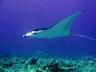 Diving
