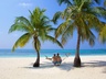 Kuredu Palm Trees