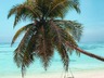 Beach Hammock