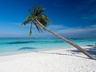 Palm Tree