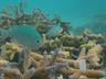 Guided Coral Garden Snorkelling