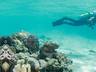 Guided House Reef Snorkelling