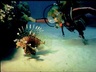 Diving