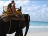 Elephant Rides