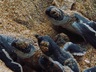 Kosgoda Turtle Hatchery