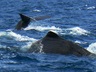 Whale Watching