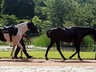 Horse Riding
