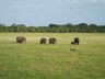 Wilapattu National Park