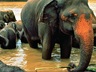 Pinnawala Elephant Orphanage