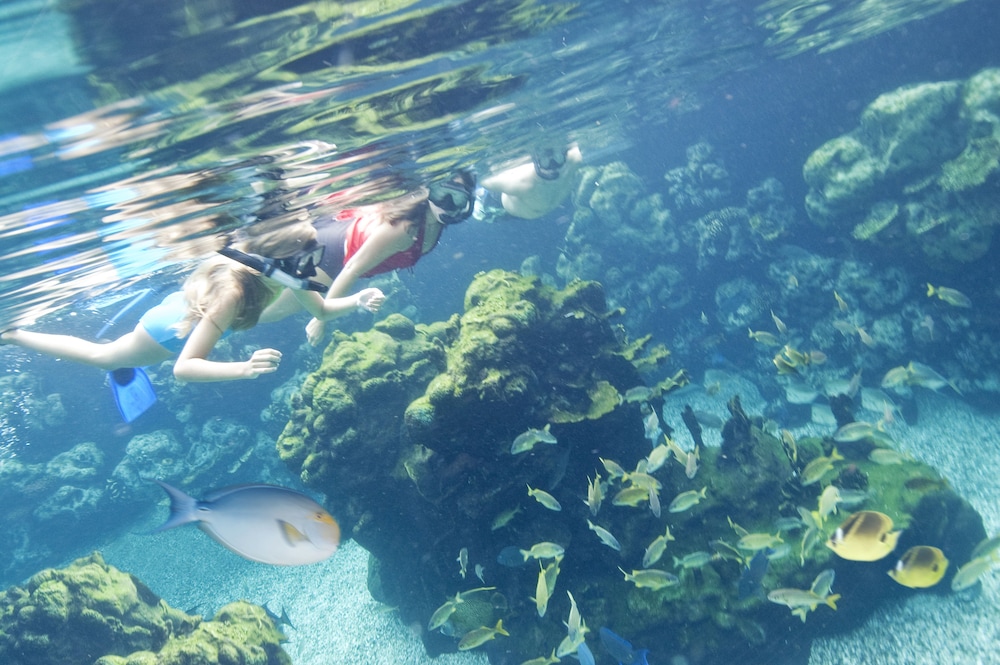 Natural Pool