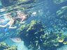 Natural Pool