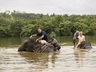 Elephant Riding in River