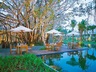 Ficus