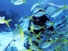 Diving