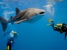 Scuba Diving
