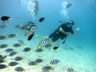 Snorkelling