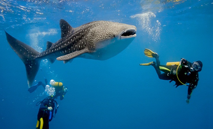 Scuba Diving