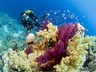 Diving