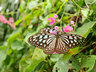 Butterfly Garden