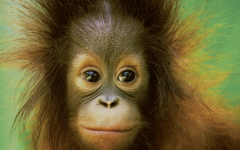 Orangutan sanctuary