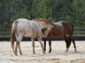 Horse Activities