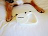 Pet-Friendly