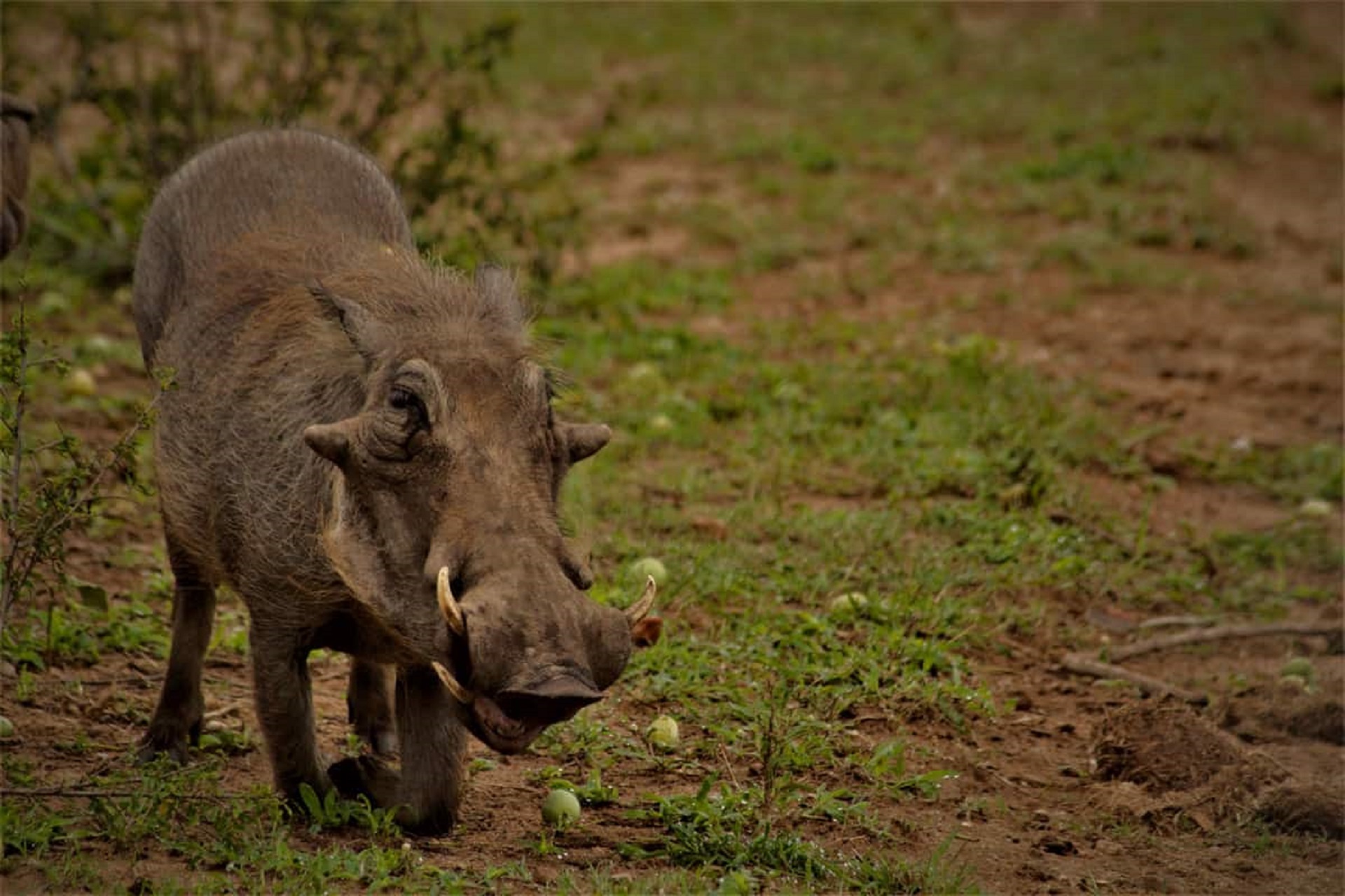 warthog