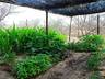 Vegetable Garden