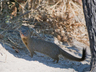 Guided Nature Walks