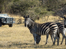 Game Drives