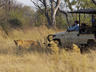 Game Drives