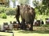 Elephant in the camp