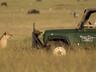 Safari