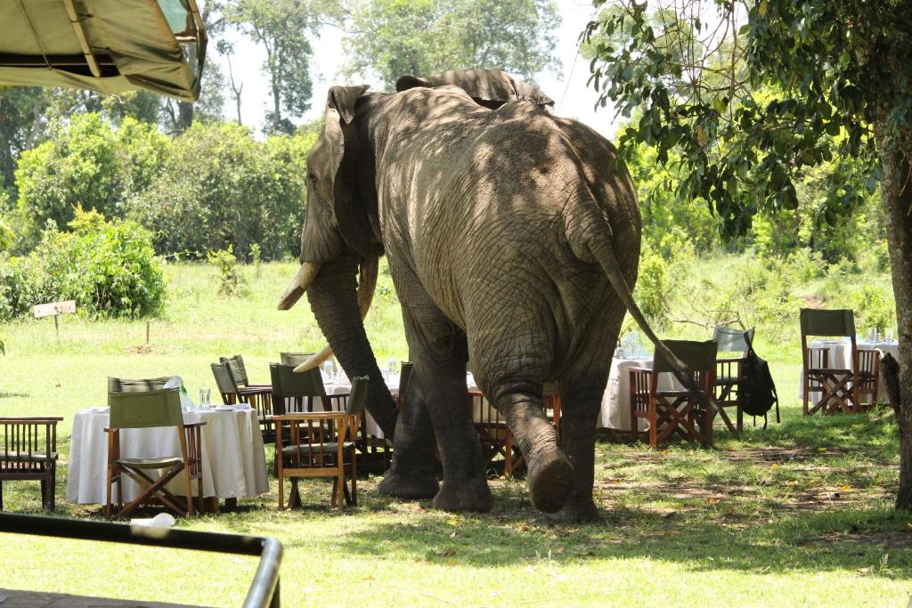 Elephant in the camp