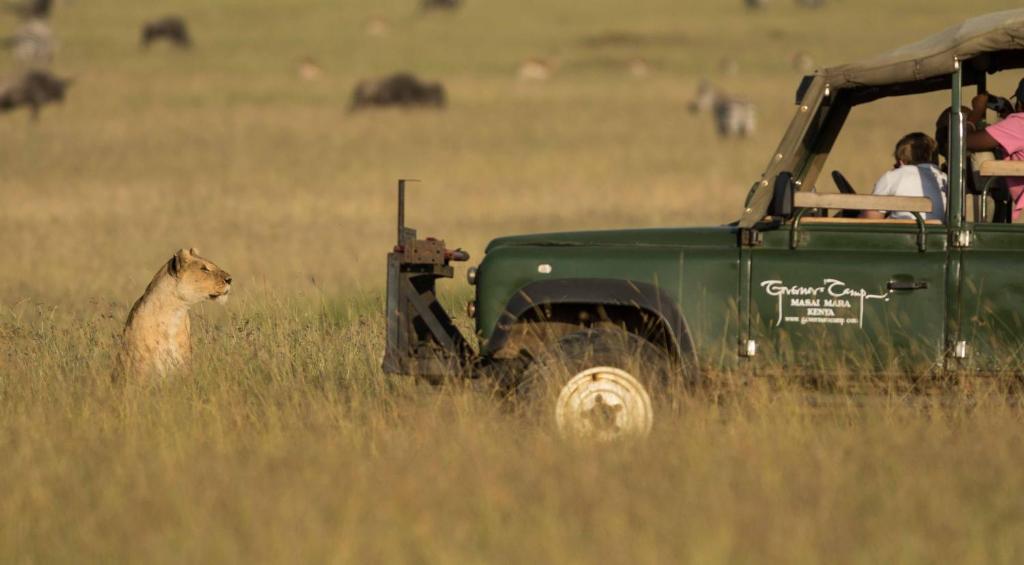 Safari