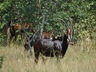 Wild Animals