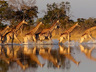 Game Drives